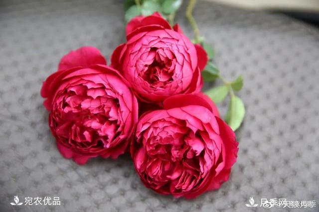    30種漂亮的月季花，必須來(lái)一盆，讓你一次養個(gè)夠！(圖24)