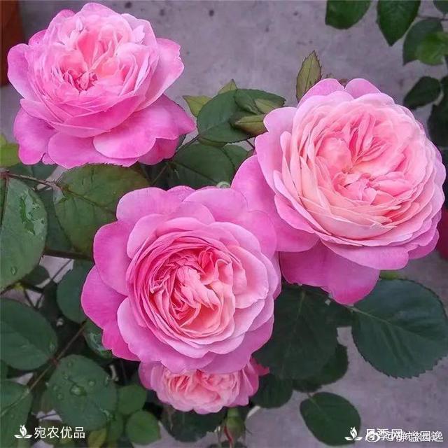    30種漂亮的月季花，必須來(lái)一盆，讓你一次養個(gè)夠！(圖17)