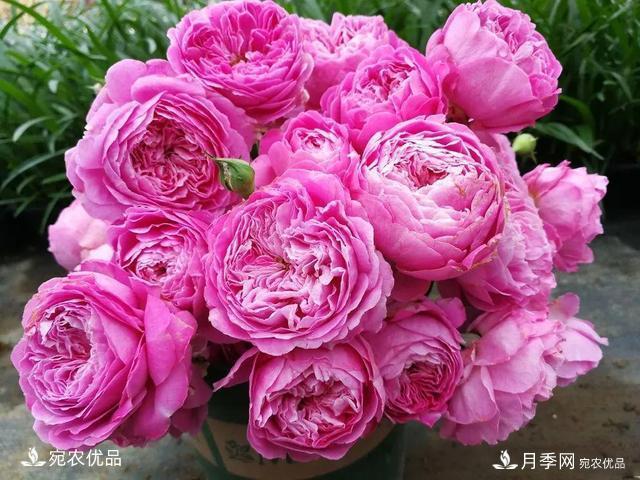    30種漂亮的月季花，必須來(lái)一盆，讓你一次養個(gè)夠！(圖21)