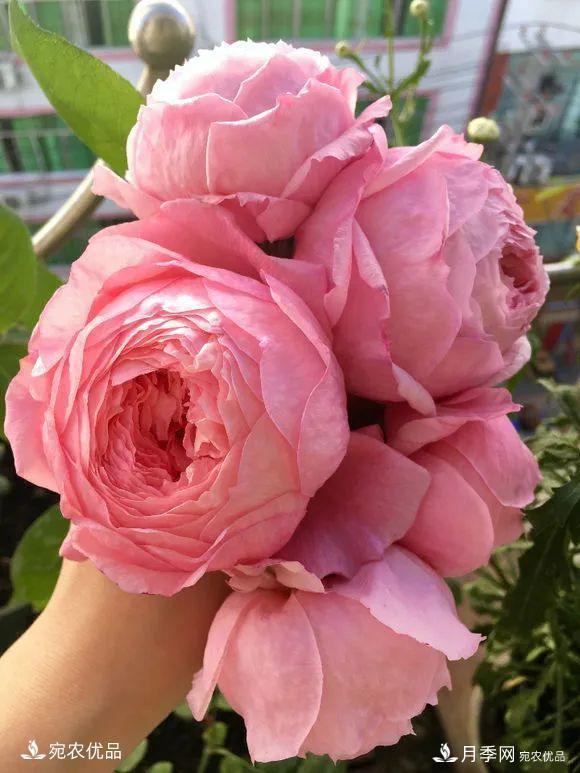    30種漂亮的月季花，必須來(lái)一盆，讓你一次養個(gè)夠！(圖31)