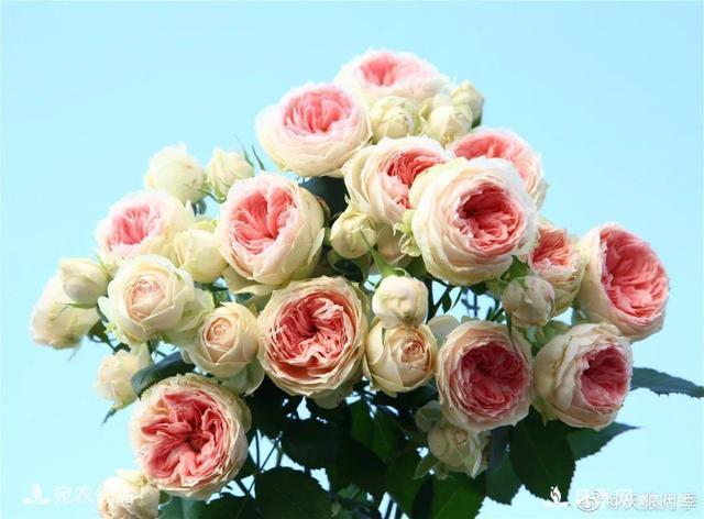    30種漂亮的月季花，必須來(lái)一盆，讓你一次養個(gè)夠！(圖32)