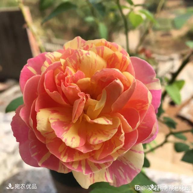    30種漂亮的月季花，必須來(lái)一盆，讓你一次養個(gè)夠！(圖30)