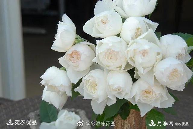    30種漂亮的月季花，必須來(lái)一盆，讓你一次養個(gè)夠！(圖28)