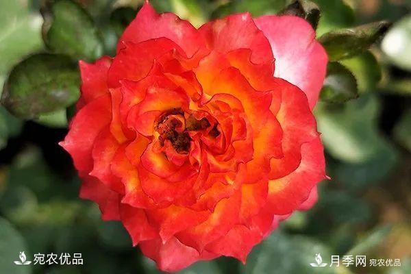    30種漂亮的月季花，必須來(lái)一盆，讓你一次養個(gè)夠！(圖26)