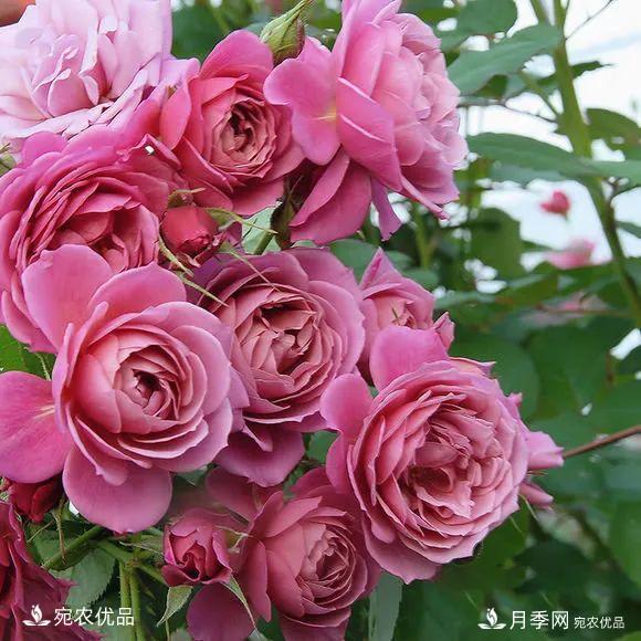    30種漂亮的月季花，必須來(lái)一盆，讓你一次養個(gè)夠！(圖27)