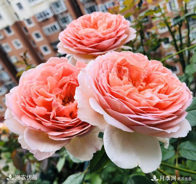 15款經(jīng)典月季花，好看好養，月季花開(kāi)看花海！(圖4)