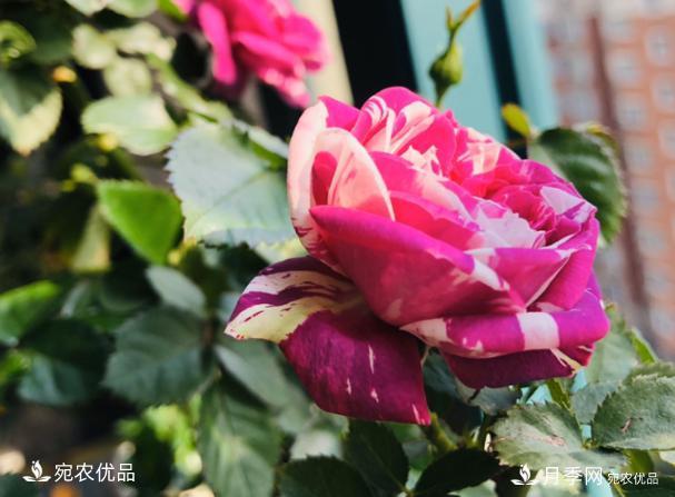 15款經(jīng)典月季花，好看好養，月季花開(kāi)看花海！(圖6)