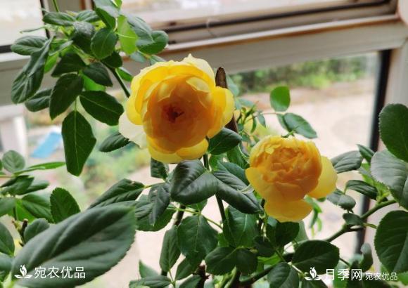 15款經(jīng)典月季花，好看好養，月季花開(kāi)看花海！(圖2)