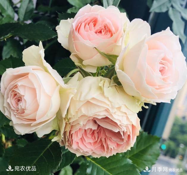 15款經(jīng)典月季花，好看好養，月季花開(kāi)看花海！(圖12)