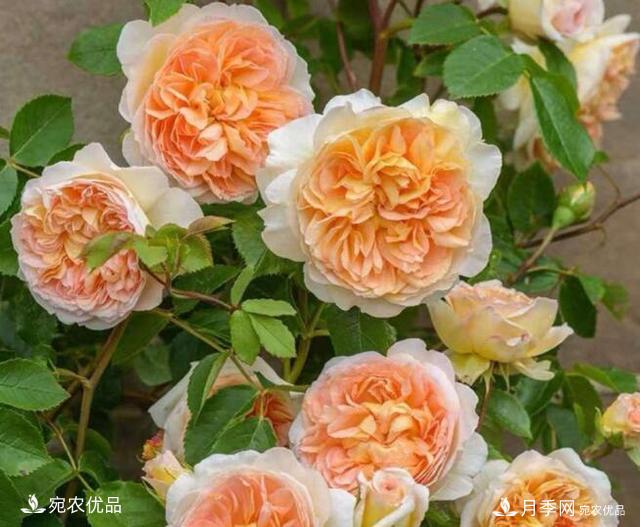 月季花啥品種好看？9大驚艷花友的月季品種，值得養(圖1)