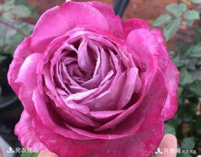 月季花啥品種好看？9大驚艷花友的月季品種，值得養(圖3)