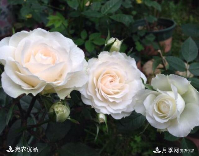 月季花啥品種好看？9大驚艷花友的月季品種，值得養(圖2)