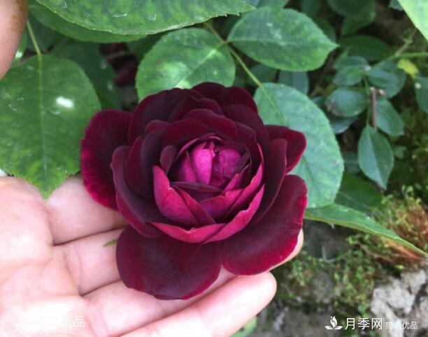 月季花啥品種好看？9大驚艷花友的月季品種，值得養(圖4)