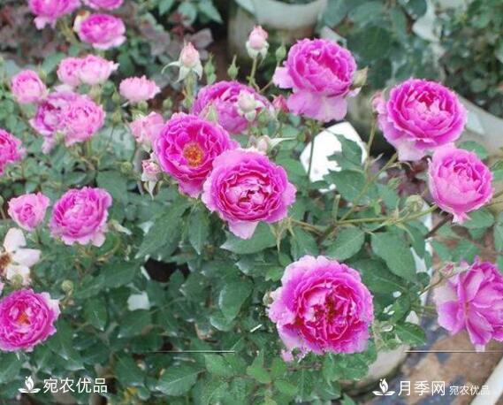 月季花啥品種好看？9大驚艷花友的月季品種，值得養(圖8)
