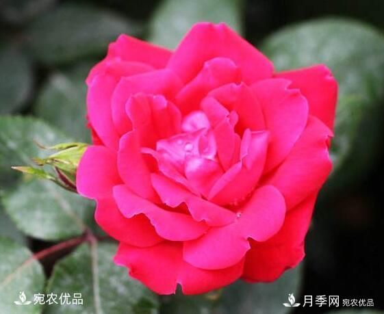 月季花啥品種好看？9大驚艷花友的月季品種，值得養(圖9)