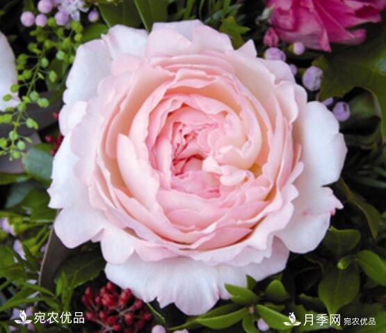 月季花啥品種好看？9大驚艷花友的月季品種，值得養(圖5)