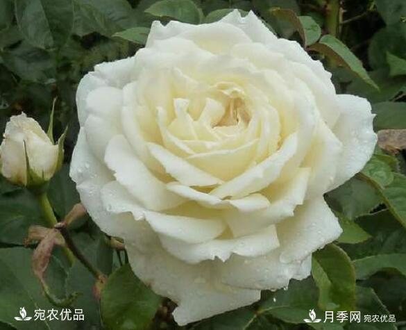 月季花啥品種好看？9大驚艷花友的月季品種，值得養(圖7)