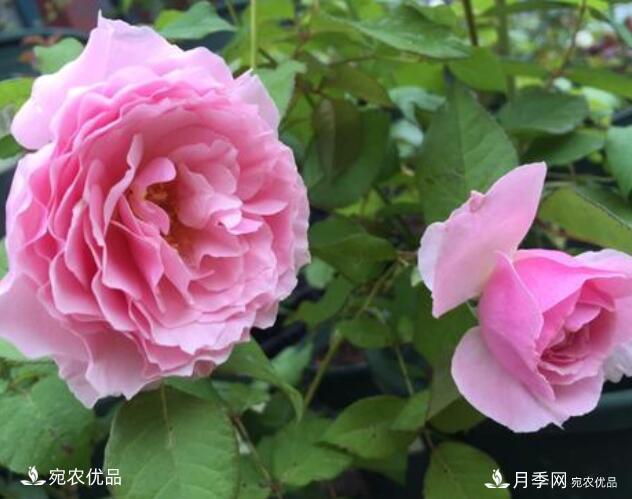 月季花啥品種好看？9大驚艷花友的月季品種，值得養(圖6)