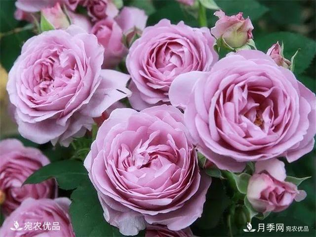 熱門(mén)50種月季花品種展示，每一種養法還不一樣快來(lái)看看！(圖1)