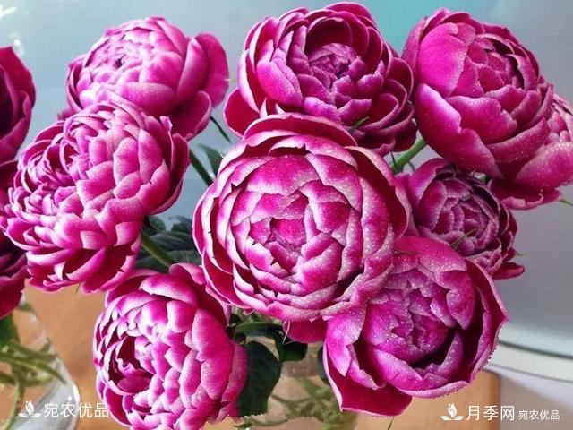 熱門(mén)50種月季花品種展示，每一種養法還不一樣快來(lái)看看！(圖29)