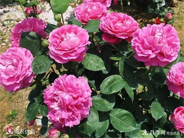 熱門(mén)50種月季花品種展示，每一種養法還不一樣快來(lái)看看！(圖42)