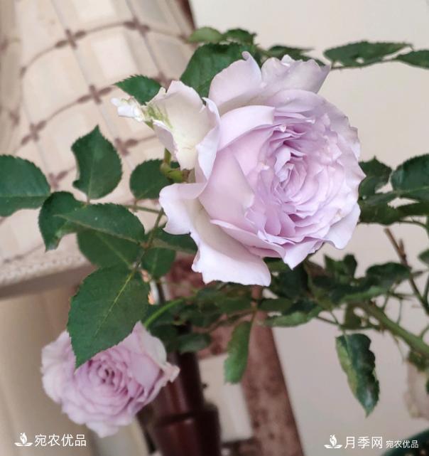 50種經(jīng)典月季品種全整理，南陽(yáng)月季花開(kāi)美爆了！一定要養(圖42)