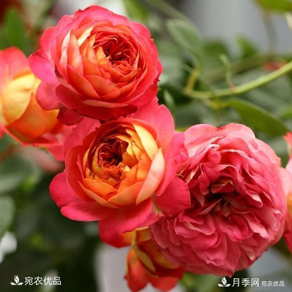 50種經(jīng)典月季品種全整理，南陽(yáng)月季花開(kāi)美爆了！一定要養(圖47)