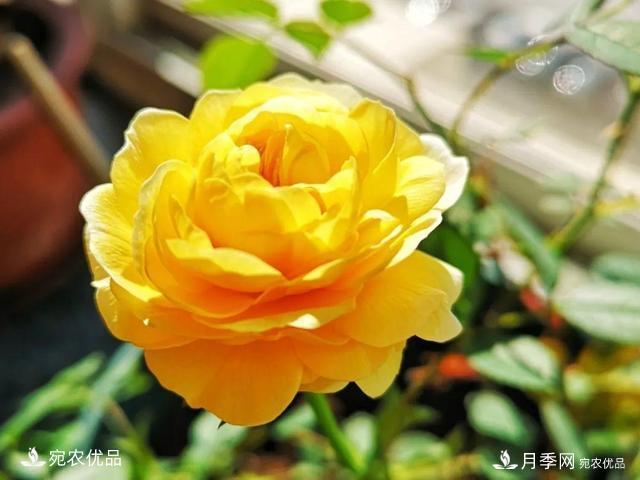 50種經(jīng)典月季品種全整理，南陽(yáng)月季花開(kāi)美爆了！一定要養(圖50)