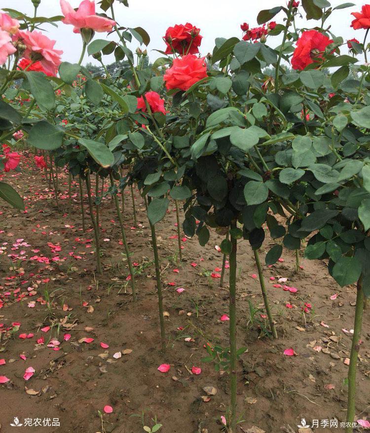 月季花城的“月季樹(shù)” 南陽(yáng)月季樹(shù)種植批發(fā)基地(圖3)