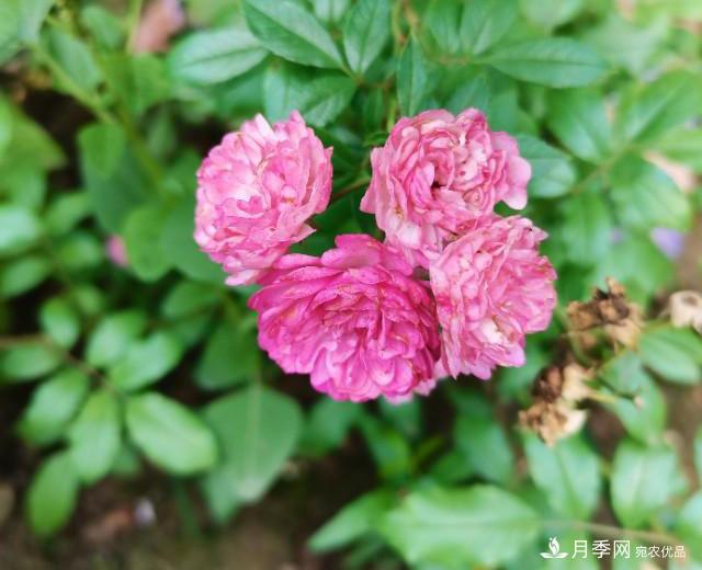 月季花殘花有必要剪嗎？月季花越剪越開(kāi)(圖1)
