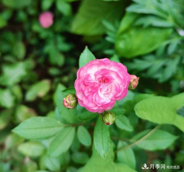 月季花殘花有必要剪嗎？月季花越剪越開(kāi)(圖2)
