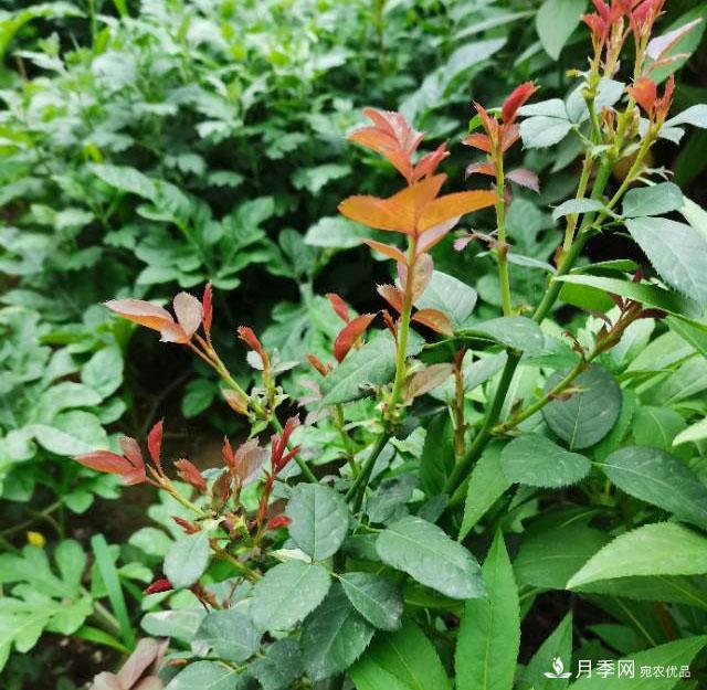 月季花殘花有必要剪嗎？月季花越剪越開(kāi)(圖3)
