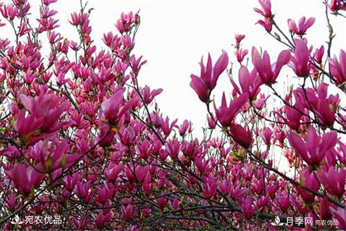 紫玉蘭育苗與栽培技術(shù)，簡(jiǎn)單又方便學(xué)習一下(圖2)