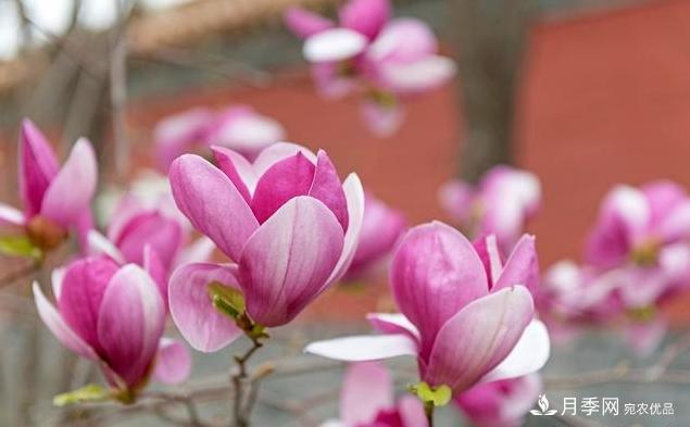 紫玉蘭育苗與栽培技術(shù)，簡(jiǎn)單又方便學(xué)習一下(圖3)