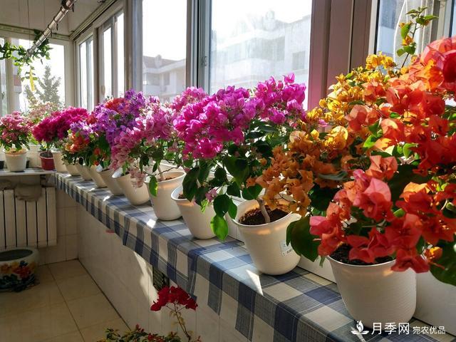 三角梅養護方法，花期長(cháng)達200天，花色鮮艷變花園(圖4)