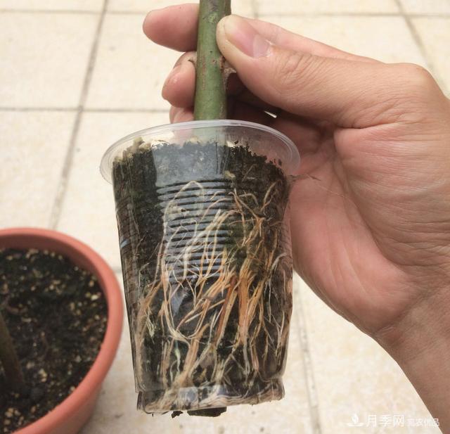 薔薇桿子同時(shí)進(jìn)行嫁接和高壓的3個(gè)技術(shù)要點(diǎn)(圖2)