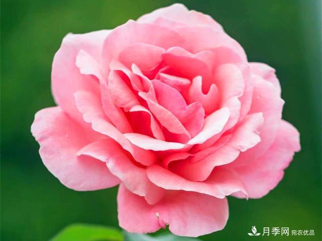 夏季這些月計劃品種要遮陰，不然花苞會(huì )枯萎(圖2)