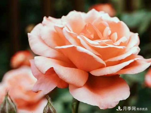 夏季這些月計劃品種要遮陰，不然花苞會(huì )枯萎(圖3)
