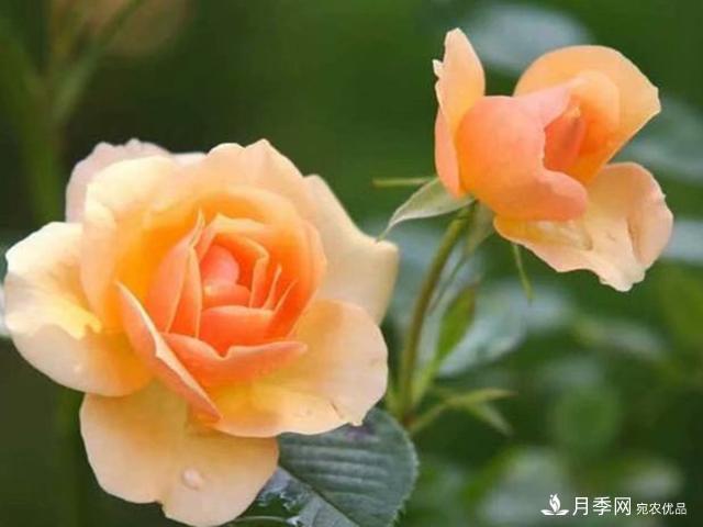 夏季這些月計劃品種要遮陰，不然花苞會(huì )枯萎(圖4)