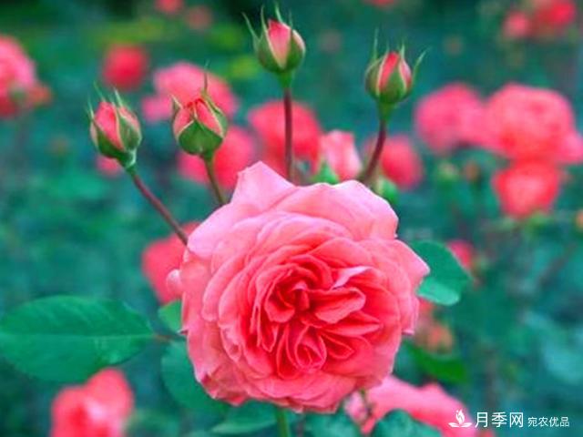 夏季這些月計劃品種要遮陰，不然花苞會(huì )枯萎(圖1)