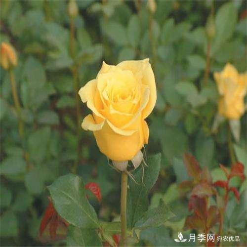 切花月季如何栽培管理？切花月季白粉病如何防治？(圖1)