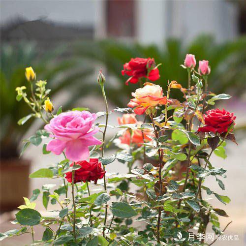 盆栽月季花花期調控管理如何做？(圖1)