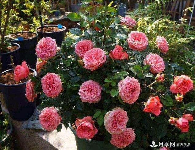 月季病害多開(kāi)花少？這2件事養護要常做，葉茂花更旺(圖1)