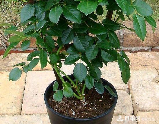 月季病害多開(kāi)花少？這2件事養護要常做，葉茂花更旺(圖2)