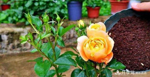 月季病害多開(kāi)花少？這2件事養護要常做，葉茂花更旺(圖3)