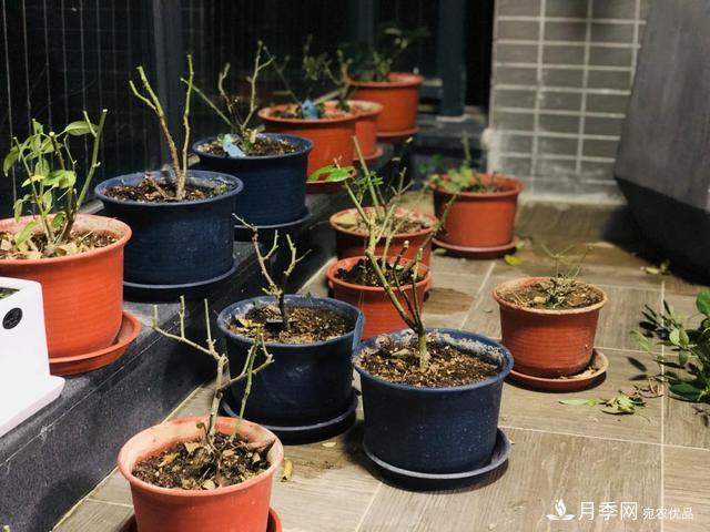 盆栽月季3年沒(méi)“換土”，新芽反而咻咻冒，花盆都裝不下！(圖8)