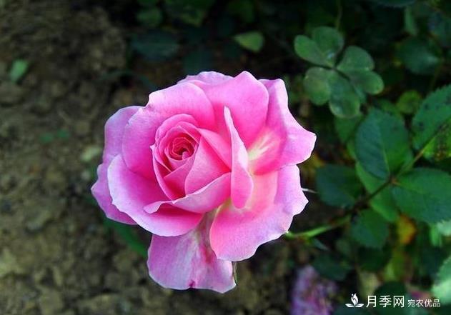 夏天月季長(cháng)得好，這幾點(diǎn)要求要做到(圖1)