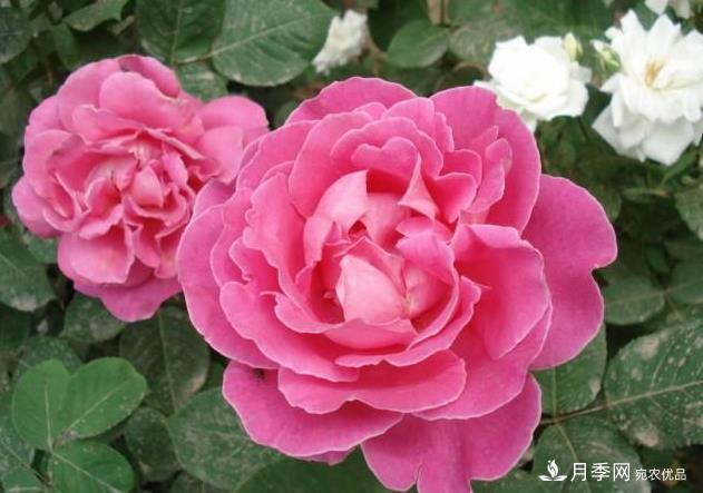 夏天月季長(cháng)得好，這幾點(diǎn)要求要做到(圖2)