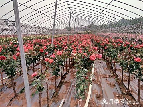南陽(yáng)市內鄉縣與北京延慶區合作結樹(shù)狀月季碩果(圖1)