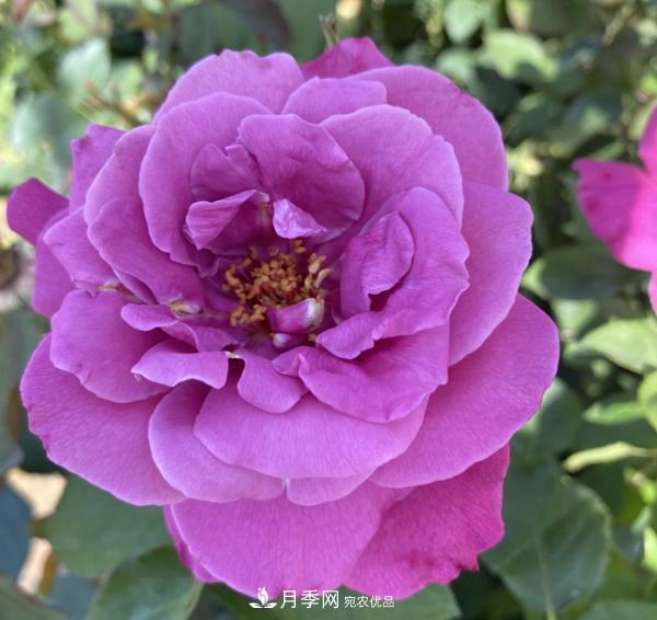 關(guān)于月季花顏色寓意，你不知道的二三事(圖4)